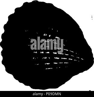 . Englisch: Fleuron aus Buch: Neues Wörterbuch der Naturgeschichte; oder, compleat Universal Display der belebten Natur. Mit präzisen Darstellungen der meisten neugierig und schöne Tiere, elegant gefärbt. Von William Frederic Martyn, Esq. In zwei Bänden. ... 146 ein neues Wörterbuch der Naturgeschichte; oder, compleat Universal Display der belebten Natur Fleuron T 081840-35 Stockfoto