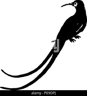 . Englisch: Fleuron aus Buch: Neues Wörterbuch der Naturgeschichte; oder, compleat Universal Display der belebten Natur. Mit präzisen Darstellungen der meisten neugierig und schöne Tiere, elegant gefärbt. Von William Frederic Martyn, Esq. In zwei Bänden. ... 146 ein neues Wörterbuch der Naturgeschichte; oder, compleat Universal Display der belebten Natur Fleuron T 081840-50 Stockfoto