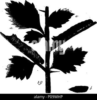 . Englisch: Fleuron aus Buch: eine natürliche Geschichte der englischen Insekten. Illustriert mit 100 Kupferplatten, Neugierig eingraviert aus dem Leben: und (für diejenigen, die es wünschen) genau auf das Thema Eleasar, Albin, Maler gefärbt. 136 Eine natürliche Geschichte der englischen Insekten Fleuron T 085973-34 Stockfoto