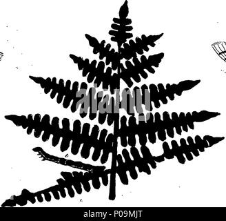 . Englisch: Fleuron aus Buch: eine natürliche Geschichte der englischen Insekten. Illustriert mit 100 Kupferplatten, Neugierig eingraviert aus dem Leben: und (für diejenigen, die es wünschen) genau auf das Thema Eleasar, Albin, Maler gefärbt. 136 Eine natürliche Geschichte der englischen Insekten Fleuron T 085973-49 Stockfoto