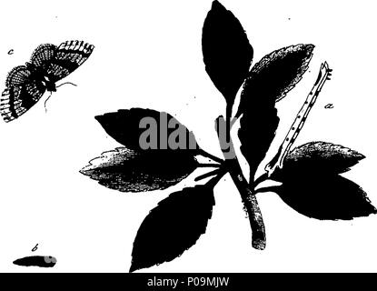 . Englisch: Fleuron aus Buch: eine natürliche Geschichte der englischen Insekten. Illustriert mit 100 Kupferplatten, Neugierig eingraviert aus dem Leben: und (für diejenigen, die es wünschen) genau auf das Thema Eleasar, Albin, Maler gefärbt. 136 Eine natürliche Geschichte der englischen Insekten Fleuron T 085973-50 Stockfoto