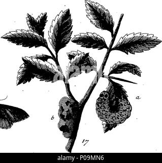 . Englisch: Fleuron aus Buch: eine natürliche Geschichte der englischen Insekten. Illustriert mit 100 Kupferplatten, neugierig Eingraviert aus dem Leben: Und genau mit dem Thema Eleasar, Albin, Maler. Zu denen hinzugefügt werden, große Notizen und viele neugierige Beobachtungen. Von W. Derham, D.D. Fellow der Royal Society. 136 Eine natürliche Geschichte der englischen Insekten Fleuron T 180297-35 Stockfoto