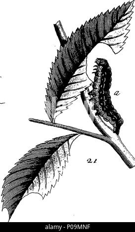 . Englisch: Fleuron aus Buch: eine natürliche Geschichte der englischen Insekten. Illustriert mit 100 Kupferplatten, neugierig Eingraviert aus dem Leben: Und genau mit dem Thema Eleasar, Albin, Maler. Zu denen hinzugefügt werden, große Notizen und viele neugierige Beobachtungen. Von W. Derham, D.D. Fellow der Royal Society. 136 Eine natürliche Geschichte der englischen Insekten Fleuron T 180297-41 Stockfoto