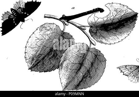 . Englisch: Fleuron aus Buch: eine natürliche Geschichte der englischen Insekten. Illustriert mit 100 Kupferplatten, neugierig Eingraviert aus dem Leben: Und genau mit dem Thema Eleasar, Albin, Maler. Zu denen hinzugefügt werden, große Notizen und viele neugierige Beobachtungen. Von W. Derham, D.D. Fellow der Royal Society. 136 Eine natürliche Geschichte der englischen Insekten Fleuron T 180297-46 Stockfoto