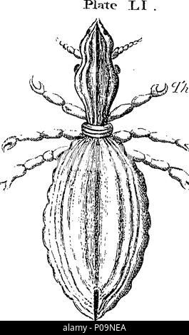 . Englisch: Fleuron aus Buch: eine natürliche Geschichte der Spinnen und andere neugierige Insekten, von eleasar Albin. Illustriert mit 50 drei Kupferplatten, die von den besten Händen eingraviert. 137 Eine natürliche Geschichte der Spinnen und andere neugierige Insekten, von eleasar Albin Fleuron T 064158-55 Stockfoto