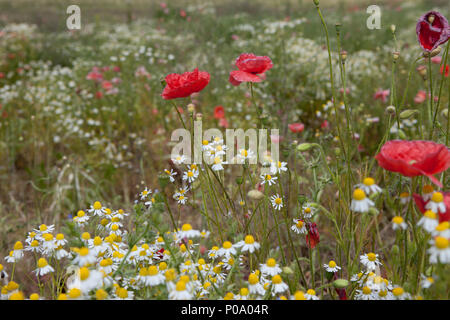 Bereich der rote Mohnblumen Stockfoto