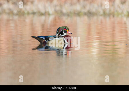 Porträt einer drake-Holzente auf dem Wasser. Stockfoto