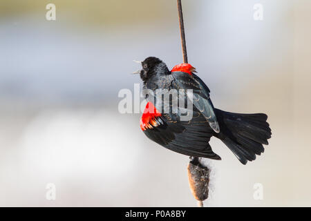 Eine singende männlich Red-winged blackbird auf einem cattail. Stockfoto