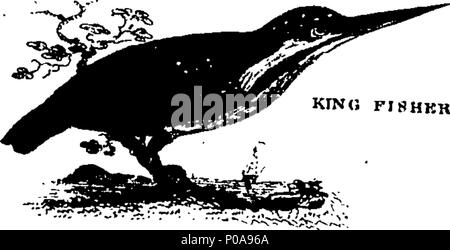 . Englisch: Fleuron aus Buch: Ein neues System der natürlichen Geschichte der vierfüßige Tiere, Vögel, Fische und Insekten. In drei Bänden. ... 159 Ein neues System der natürlichen Geschichte der vierfüßige Tiere, Vögel, Fische und Insekten Fleuron N 011120-30 Stockfoto