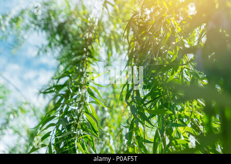 Trauerweide Baum mit blauen Himmel Wind wunderschöne grüne Umgebung Natur Stockfoto