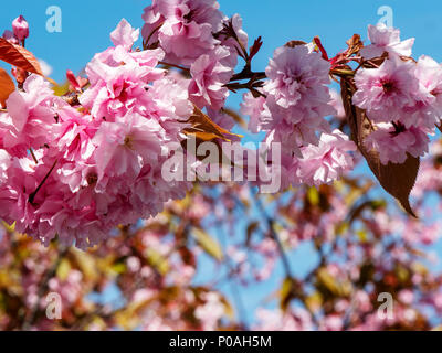 Nahaufnahme von Kirschblüte an einem Baum im Süden von Edinburgh, Schottland, Vereinigtes Königreich. Stockfoto