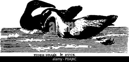 . Englisch: Fleuron aus Buch: Ein neues System der natürlichen Geschichte der vierfüßige Tiere, Vögel, Fische und Insekten. In drei Bänden. ... 159 Ein neues System der natürlichen Geschichte der vierfüßige Tiere, Vögel, Fische und Insekten Fleuron N 011120-48 Stockfoto