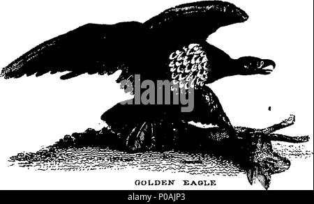 . Englisch: Fleuron aus Buch: Ein neues System der natürlichen Geschichte der vierfüßige Tiere, Vögel, Fische und Insekten. In drei Bänden. ... 159 Ein neues System der natürlichen Geschichte der vierfüßige Tiere, Vögel, Fische und Insekten Fleuron N 011120-6 Stockfoto