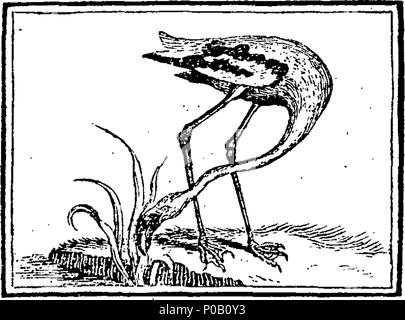 . Englisch: Fleuron aus Buch: Eine neue moralische System der natürlichen Geschichte, oder, die Schönheiten der Natur angezeigt, in der die meisten Singular, neugierig, und schöne Vierbeiner und Vögel, zu denen hinzugefügt werden, in der Geschichte der englischen Song Vögel, praktische Anweisungen für chusing, Zucht, Fütterung, und sie lehrt alles zu singen. 156 Eine neue moralische System der natürlichen Geschichte Fleuron T 112714-55 Stockfoto