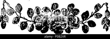 . Englisch: Fleuron aus Buch: Eine neue, vollständig, und universelle Sammlung von authentischen und unterhaltsamen Fahrten und Reisen in allen Teilen der Welt. ... Das ganze von der ursprünglichen Zeitschriften zusammengestellt... Und neu von William Henry Portlock geschrieben,... 164 Eine neue, vollständig, und universelle Sammlung von authentischen und unterhaltsamen Fahrten und Reisen in allen Teilen der Welt Fleuron T 067466-9 Stockfoto