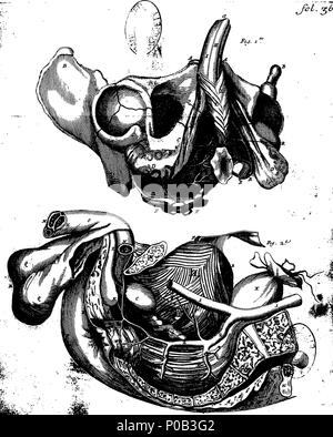 . Englisch: Fleuron aus Buch: Eine parallele der verschiedenen Methoden der Gewinnung von den Stein aus der Blase. Aus dem Französischen von Henry Francis le Dran, Surgeon-Major in La Charite übersetzt und Demonstrator der Anatomie im selben Krankenhaus. Revis und von Thomas Dale, M.D. korrigiert 165 Eine parallele der verschiedenen Methoden der Gewinnung von den Stein aus der Blase Fleuron T 170421-15 Stockfoto