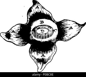 . Englisch: Fleuron aus Buch: Eine neue Abhandlung über die Krankheiten der Pferde: Darin, was sich an den Kenntnissen eines Pferdes, die Heilung von Krankheiten notwendig ist, und andere Fragen im Zusammenhang mit diesem Thema, sind vollständig besprochen, in einer einfachen und leicht verständlichen Art, aus vielen Jahren Praxis und Erfahrung; mit der billigste und wirksamste Heilmittel. Von William Gibson, Chirurgen, Duke-Street, Grosvenor-Square. Illustriert mit 32 Kupfer-Platten. 162 Eine neue Abhandlung über die Krankheiten der Pferde, darin, was erforderlich ist, um das Wissen eines Pferdes Fleuron T 094737-17 Stockfoto