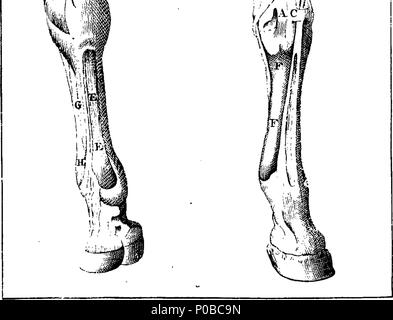 . Englisch: Fleuron aus Buch: Eine neue Abhandlung über die Krankheiten der Pferde: Darin, was sich an den Kenntnissen eines Pferdes, die Heilung von Krankheiten notwendig ist, und andere Fragen im Zusammenhang mit diesem Thema, sind vollständig besprochen, in einer einfachen und leicht verständlichen Art, aus vielen Jahren der Praxis und Erfahrung. Mit der billigste und wirksamste Heilmittel. Von William Gibson, Chirurgen, Duke-Street, Grosvenor-Square. Zu denen hinzugefügt werden, Beobachtungen und Entdeckungen auf Pferde mit einer neuen Methode der Hufbeschlag gemacht. Durch die sieur La Fosse, hufschmied an den König von Frankreich. Illustriert mit Kupfer-Platten. In zwei Bänden. Die Stockfoto