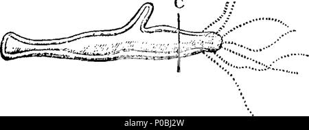 . Englisch: Fleuron aus Buch: Ein Versuch in Richtung auf eine natürliche Geschichte der polype: in einem Brief an Martin Folkes, Esq; Präsident der Royal Society. Beschreibung der verschiedenen Arten; die Orte, an denen suchen, und wie Sie zu finden; ihre wundervolle Produktion und erhöhen; die Form, die Struktur und die Verwendung von mehreren Teilen; und die Art und Weise sie ihre Beute fangen. Mit einem Konto von ihren Krankheiten und Heilmittel; ihre erstaunliche Reproduktion, nachdem sie in Stücke geschnitten, (als erste durch Herrn Trembley entdeckt, in Den Haag;) der besten Methoden, um die Operation ausführen, und der Zeit, die Vorbedingung zu Perfec Stockfoto