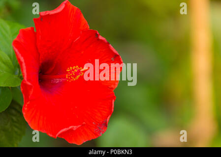 Blumen auf einem Getönten auf sanften weichen, grünen und warmen Hintergrund im Freien Nahaufnahme Makro. Frühling Sommer Grenze Schablone floral background. Licht Luft Delic Stockfoto