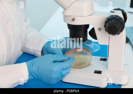 Mikrobiologie Forschung. Wissenschaftler, eine Probe von einer Kultur in eine Petrischale. Stockfoto