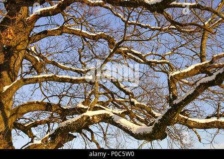 Zweige eines 800 Jahre alten Eiche im Schnee im Winter Stockfoto