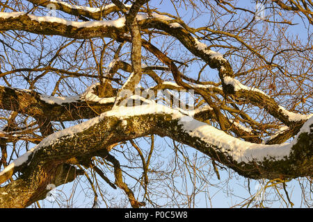 Zweige eines 800 Jahre alten Eiche im Schnee im Winter Stockfoto