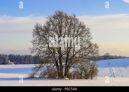 Zweige eines 600 Jahre alten Eiche im Schnee im Winter Stockfoto