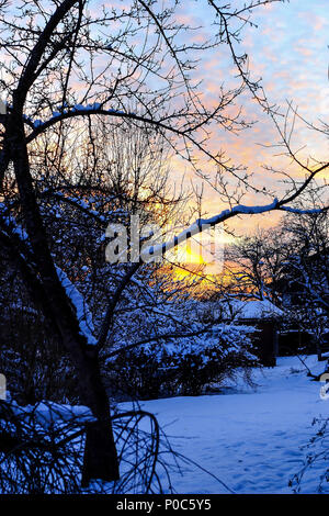 Sonnenuntergang über Obstgarten im Winter Stockfoto