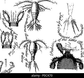 212 eine Ergänzung zu Herrn Kammern's Cyclopaedia - oder, universal Lexikon der Künste und der Wissenschaften Fleuron T 136272-48 Stockfoto