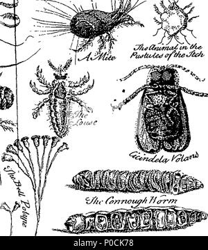 212 eine Ergänzung zu Herrn Kammern's Cyclopaedia - oder, universal Lexikon der Künste und der Wissenschaften Fleuron T 136272-50 Stockfoto