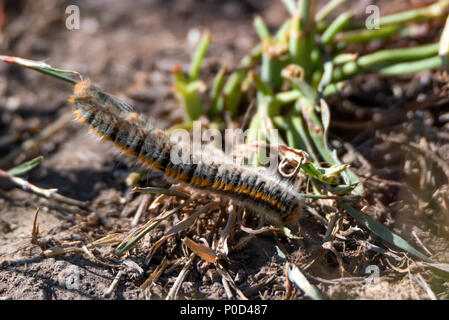 Caterpillar Lasiocampa trifolii auf dem Boden Stockfoto