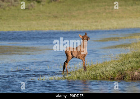 Elch Kalb in Yellowstone Stockfoto