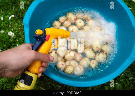 Kartoffeln in Schale aus Kunststoff Stockfoto