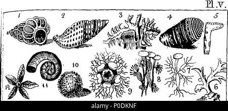 . Englisch: Fleuron aus Buch: ein System der Naturgeschichte, angepasst für die Unterweisung der Jugend, in der Form eines Dialogs. Ursprünglich in deutscher Sprache geschrieben, von Prof. Raff von Göttingen; jetzt erst ins Englische übersetzt. ... 218 Ein System der Naturgeschichte, angepasst für die Unterweisung der Jugend, in der Form eines Dialogs Fleuron T 139794-3 Stockfoto