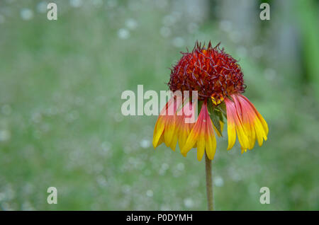 Rudbeckia hirta 'Cappuccino' aka black-eyed Susan Stockfoto