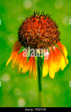 Rudbeckia hirta 'Cappuccino' aka black-eyed Susan Stockfoto