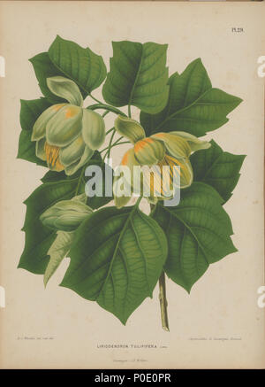 . Liriodendron tulipifera Bild von Abraham Jacobus Wendel, von der Niederländischen Sprache buch Flora: beschrijvingen en afbeeldingen van boomen, Heesters, éénjarige planten, Enz. voorkomende in De Nederlandsche tuinen durch H.Witte und A.J.Wendel, Groningen: Wolters, [1868]. Die Pflanzen abgebildet, wo aus Japan in die Niederlande von Philipp Franz von Siebold. . 1868. H. Witte und Abraham Jacobus Wendel271 Afbeelding-030 - Liriodendron tulipifera Stockfoto