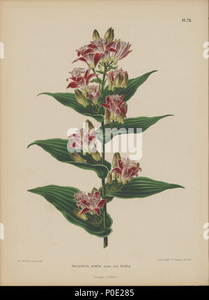 . Tricyrtis hirta. Bild von Abraham Jacobus Wendel, von der Niederländischen Sprache buch Flora: beschrijvingen en afbeeldingen van boomen, Heesters, éénjarige planten, Enz. voorkomende in De Nederlandsche tuinen durch H.Witte und A.J.Wendel, Groningen: Wolters, [1868]. Die Pflanzen abgebildet, wo aus Japan in die Niederlande von Philipp Franz von Siebold. . 1868. H. Witte und Abraham Jacobus Wendel271 Afbeelding-072 - Tricyrtis hirta Stockfoto
