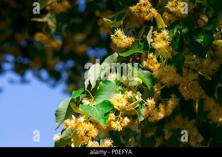 Linden (Tilia europaea, Tilia cordata, Kleine-leaved Lime, gelegentlich littleleaf Linden oder kleine-leaved Linden) Blumen in tree branch Stockfoto