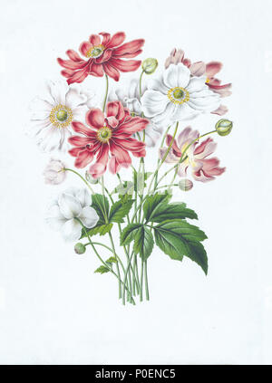 . Bild von Abraham Jacobus Wendel, von der Niederländischen Sprache buch Flora: beschrijvingen en afbeeldingen van boomen, Heesters, éénjarige planten, Enz. voorkomende in De Nederlandsche tuinen durch H.Witte und A.J.Wendel, Groningen: Wolters, [1868]. Die Pflanzen abgebildet, wo aus Japan in die Niederlande von Philipp Franz von Siebold. . Anemone hupehensis. 1868. H. Witte und Abraham Jacobus Wendel 13 007 - Anemone hupehensis Stockfoto
