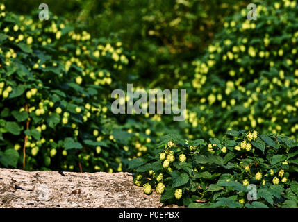 Wild hopfenanbau an der Wand Stockfoto