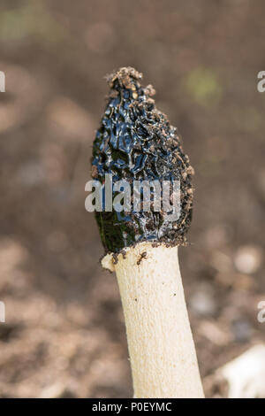 Exemplar des Gemeinen Stinkmorchels Pilz-phallus impudicus, Schottland, Großbritannien Stockfoto