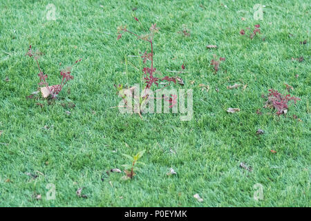 Unkraut wächst im Kunstrasen Stockfoto