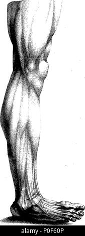 . Englisch: Fleuron aus Buch: eine Abhandlung über die Wissenschaft der muskulöse Aktion. Von John Pugh, Anatom. 238 eine Abhandlung über die Wissenschaft der muskulöse Aktion. Von John Pugh, Anatom. Fleuron T 113995-11 Stockfoto
