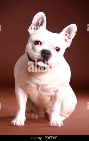 Weiße französische Bulldogge im Studio mit braunem Hintergrund Stockfoto