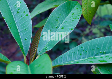 In der Nähe der üppigen Plumeria (FRANGIPANI) mit Regentropfen Stockfoto