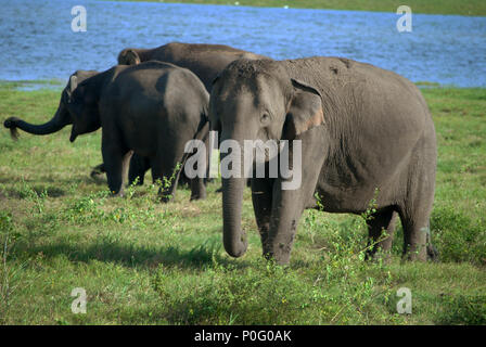 Elefanten bei der Kaudulla National Park, Sri Lanka. Stockfoto