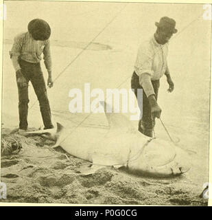 "Jagen und Fischen in Florida, einschließlich der Schlüssel für die Wasservögel, die bekannt sind, in den Zustand zu kommen" (1896) Stockfoto