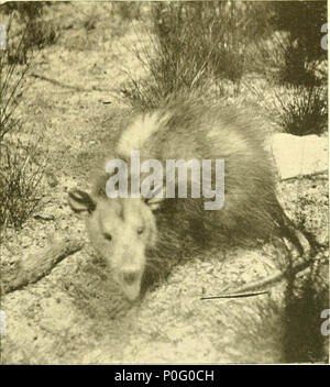 "Jagen und Fischen in Florida, einschließlich der Schlüssel für die Wasservögel, die bekannt sind, in den Zustand zu kommen" (1896) Stockfoto